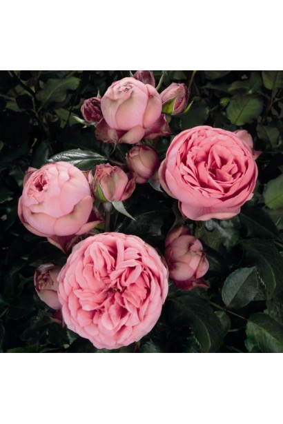 Троянда англійська Хеппі Піано